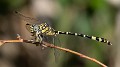 Antipodogomphus proselythus male-1